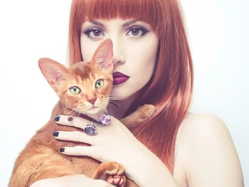 gato