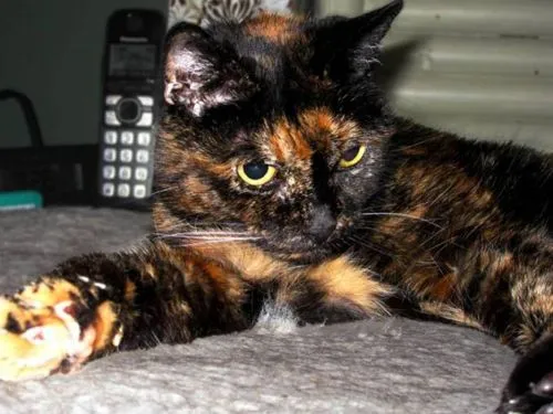 gato2