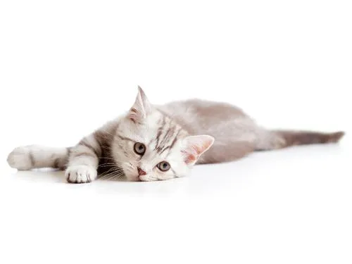 gato_deprimido