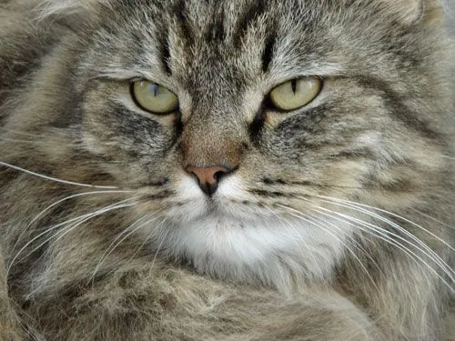 gato_gordo