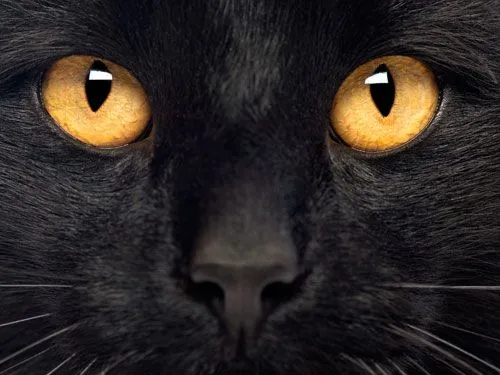 gato_negro