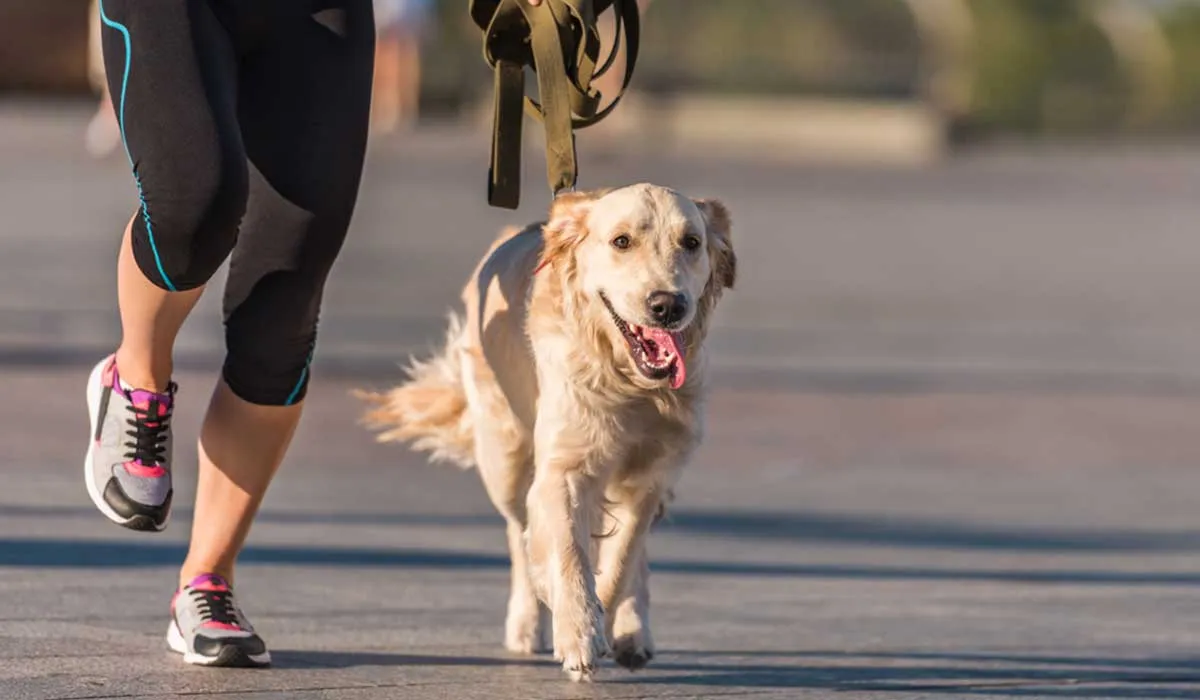 Actividades que tienes que hacer con tu mascota