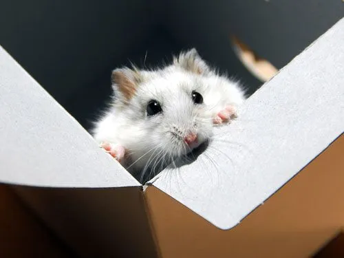 ladron_corazones_raton