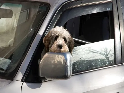 mascota_segura