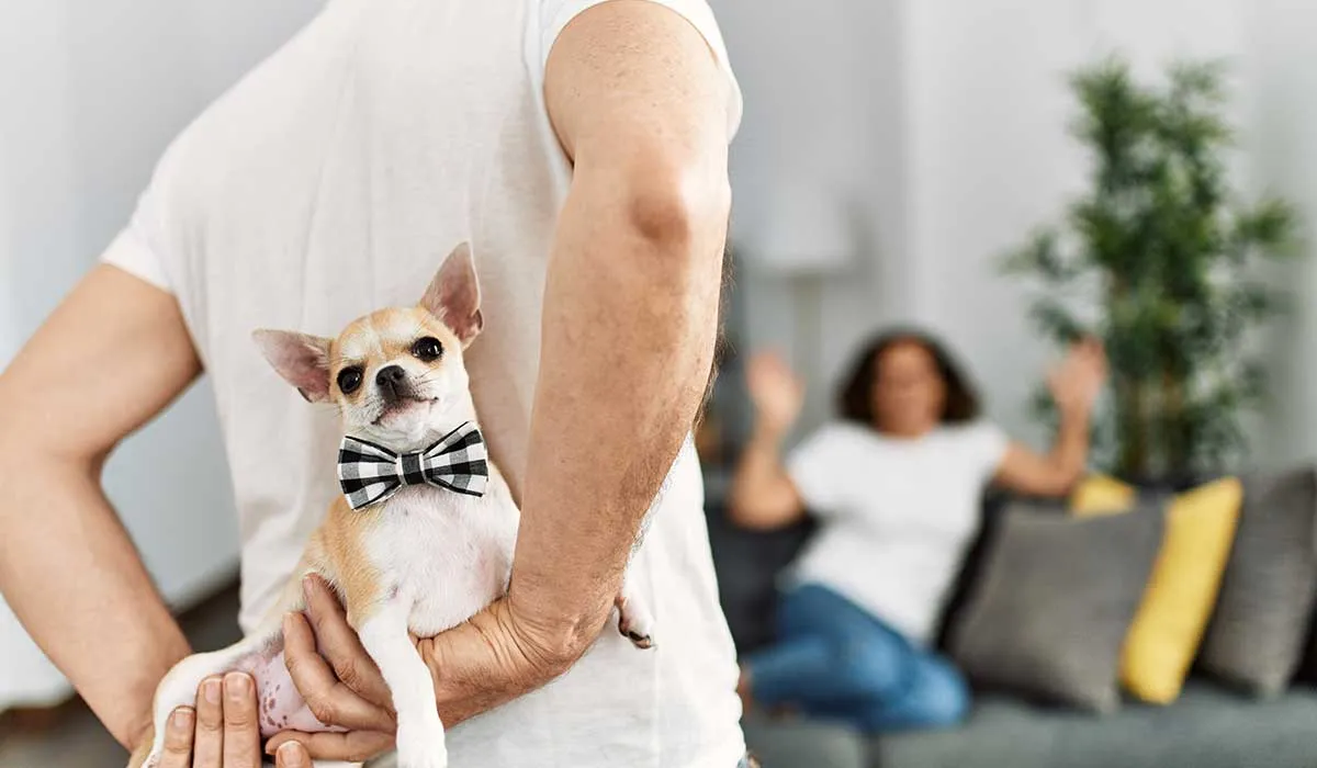 mascotas como regalos de ocasión