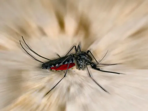 mosquito