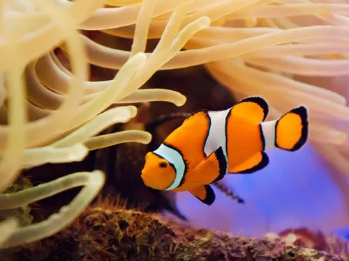 nemo