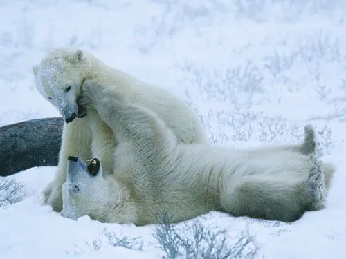 pasionanimal