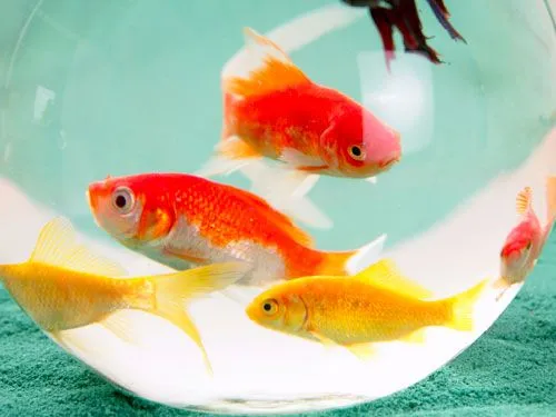 peces