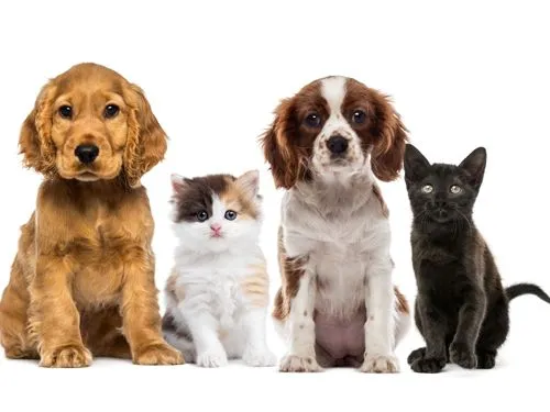 peligros_casa_mascotas