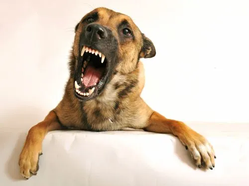 perro_estres