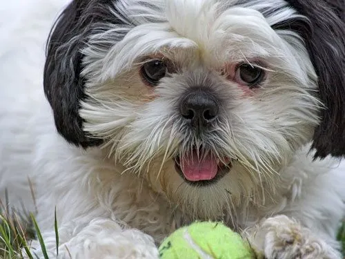 perro_guapo