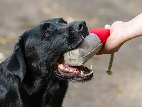 perro_obediente