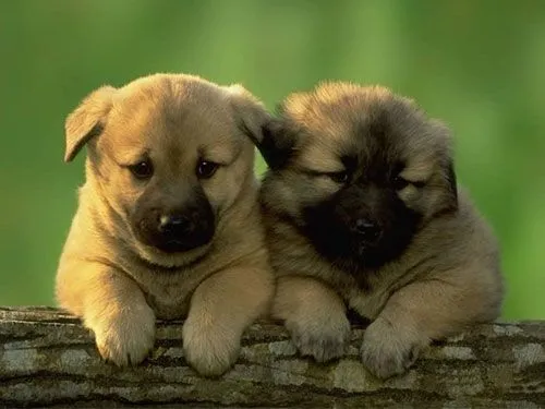 perros