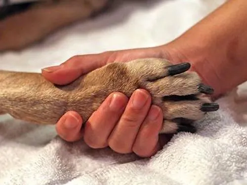 perros_cancer