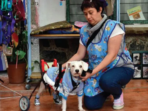 perros_discapacidad