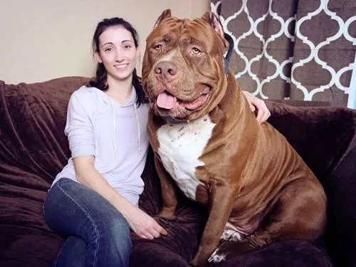 pitbull