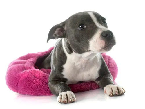 pitbull_lily