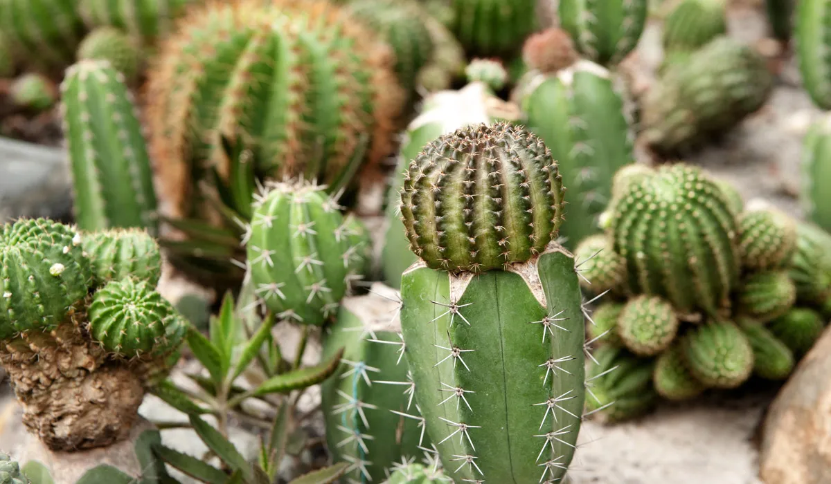 planta