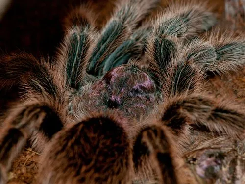 tarantula