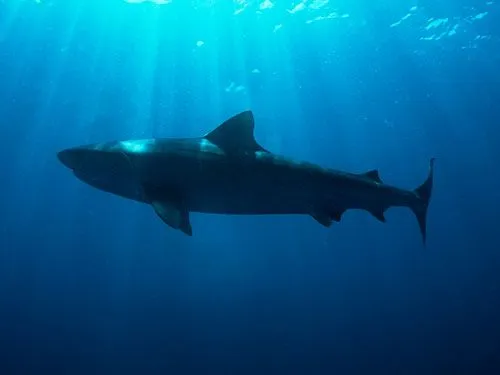 tiburones