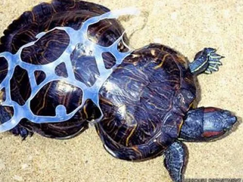 tortuga