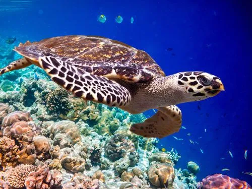 tortugas