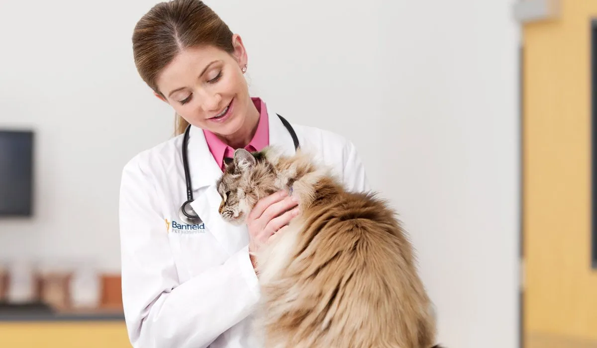 como cepillar los dientes de mi gato