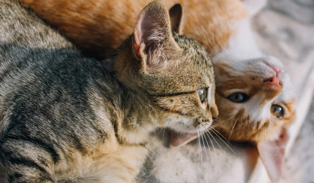 entrevista sobre la esterilización de animales
