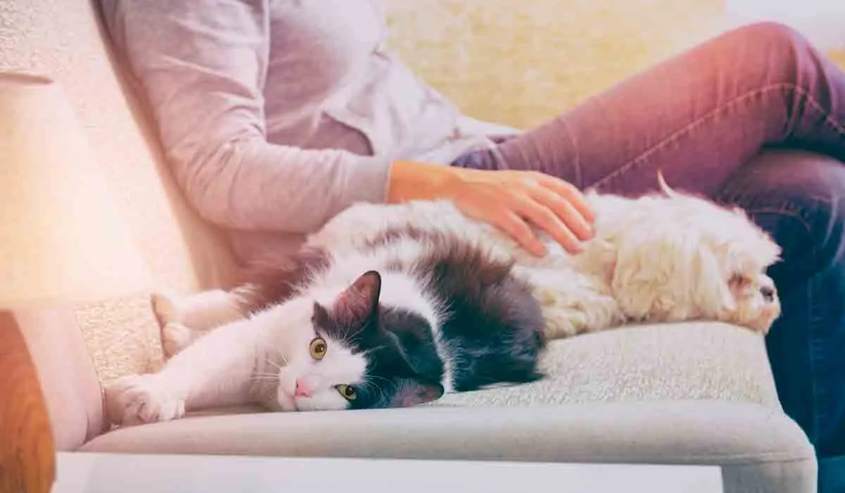 tips de limpieza si tienes mascotas
