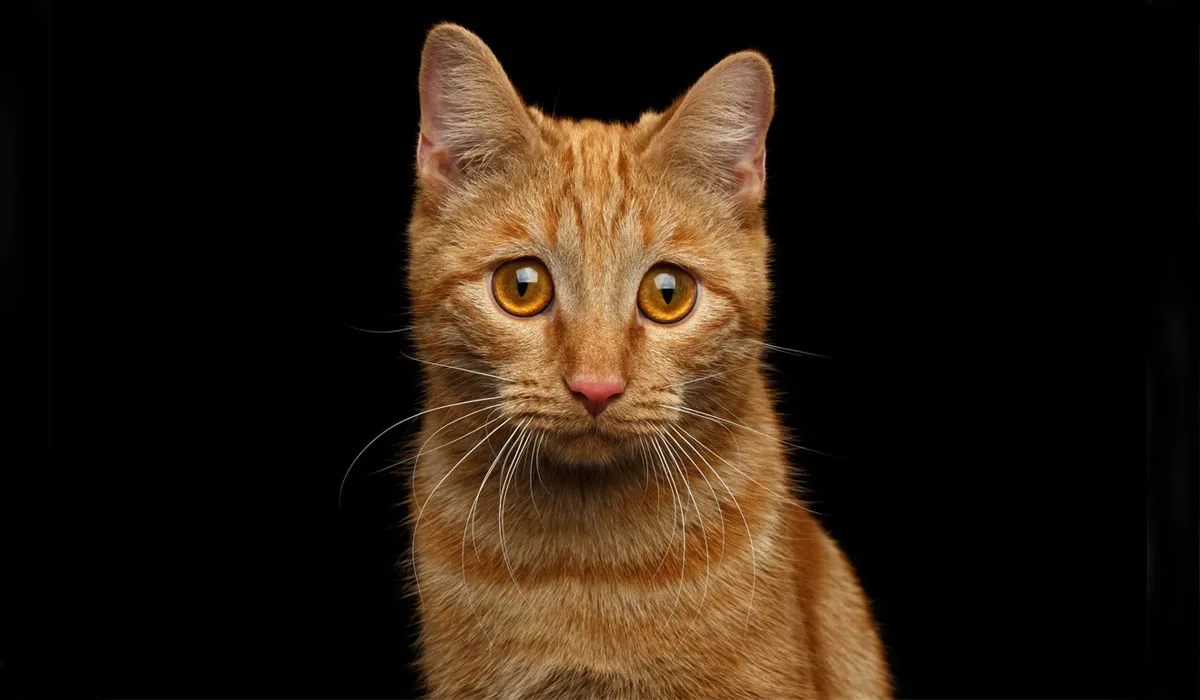 gato-triste