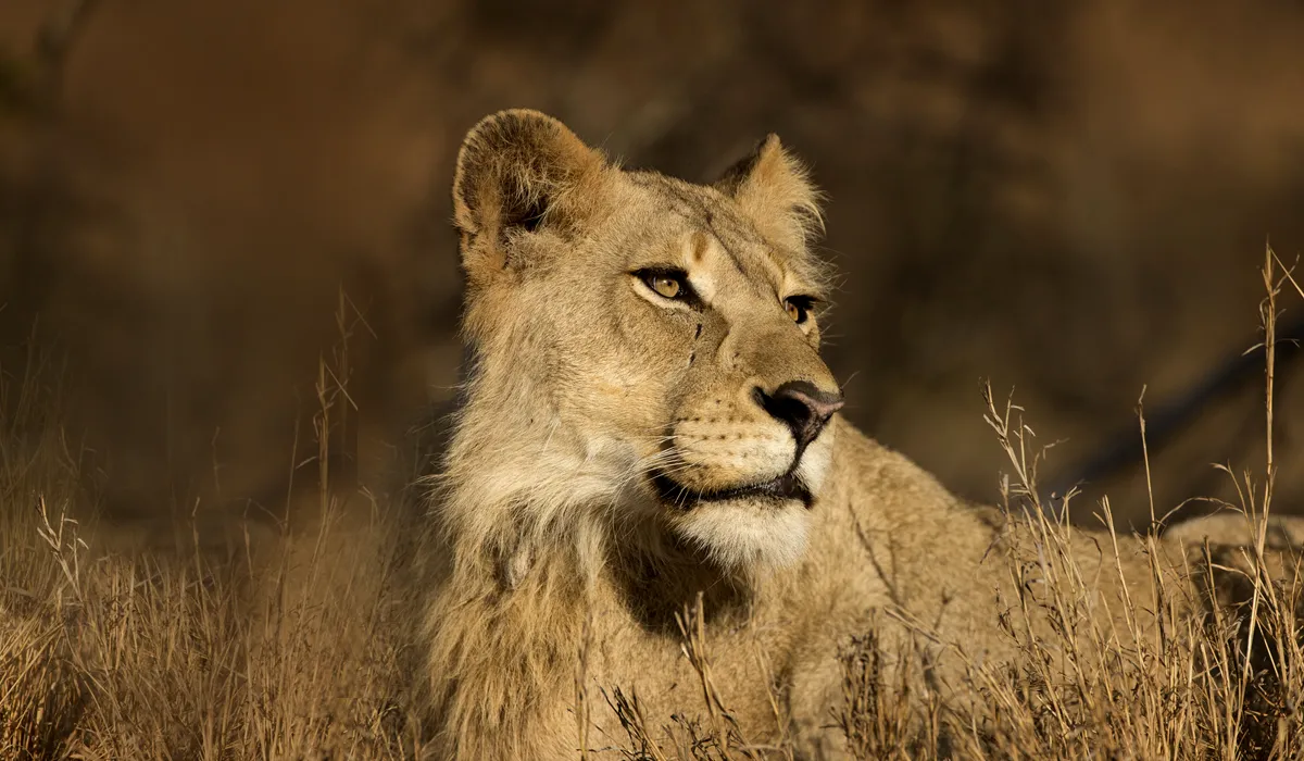 Animales que cambiaron la historia