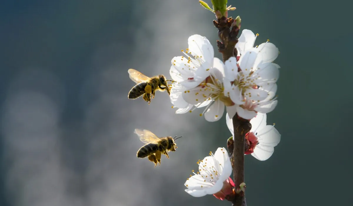 El mundo sin abejas, ¿qué sucedería?