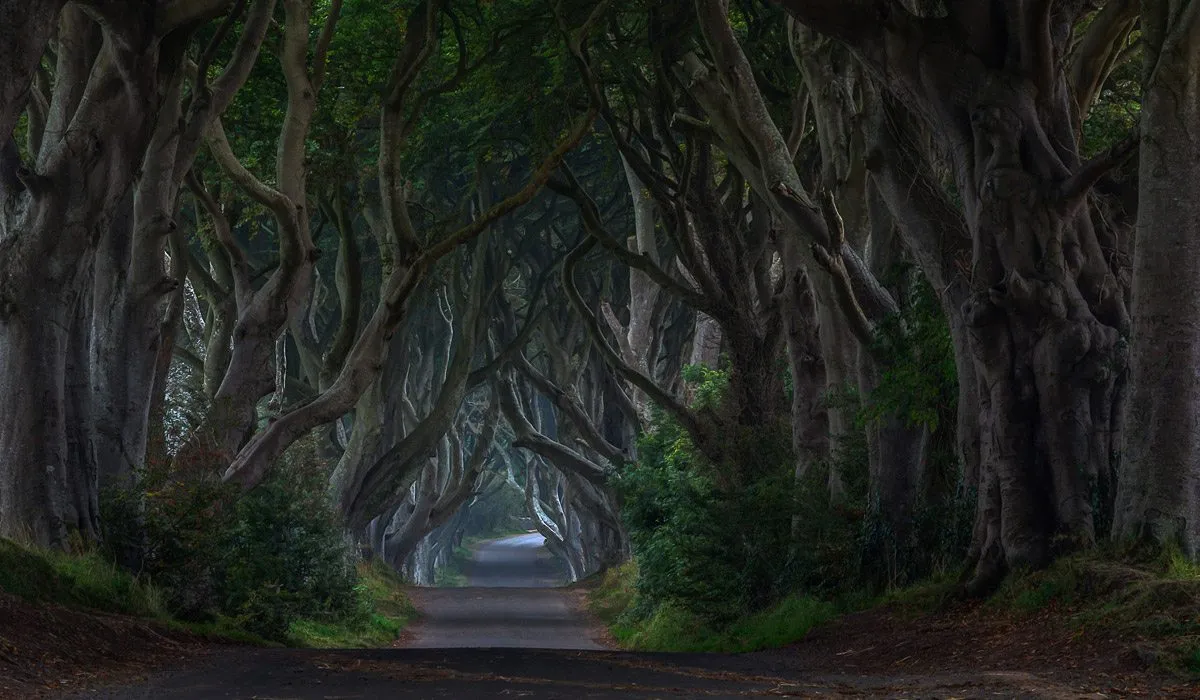 arboles_majestuosos
