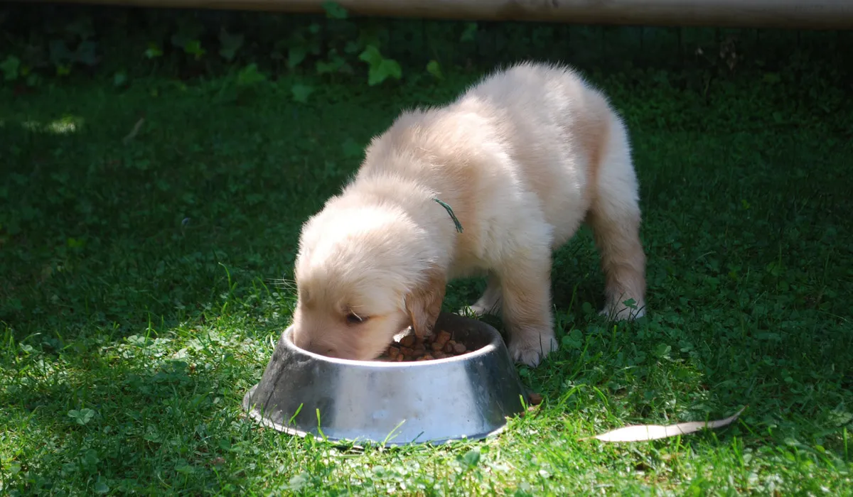 consejos-para-alimentar-a-tu-cachorro