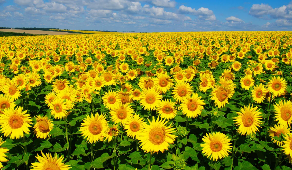 ¿Sabías esto sobre los girasoles?