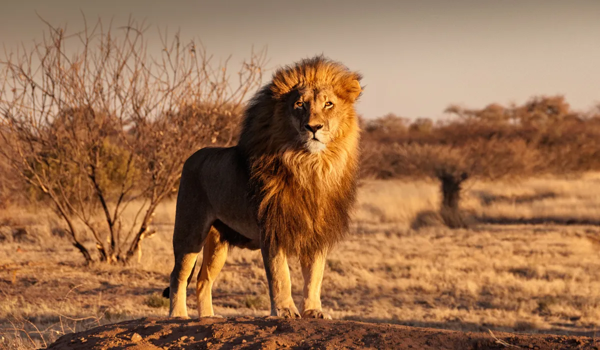 ¡Leones! Corazón y reyes de África