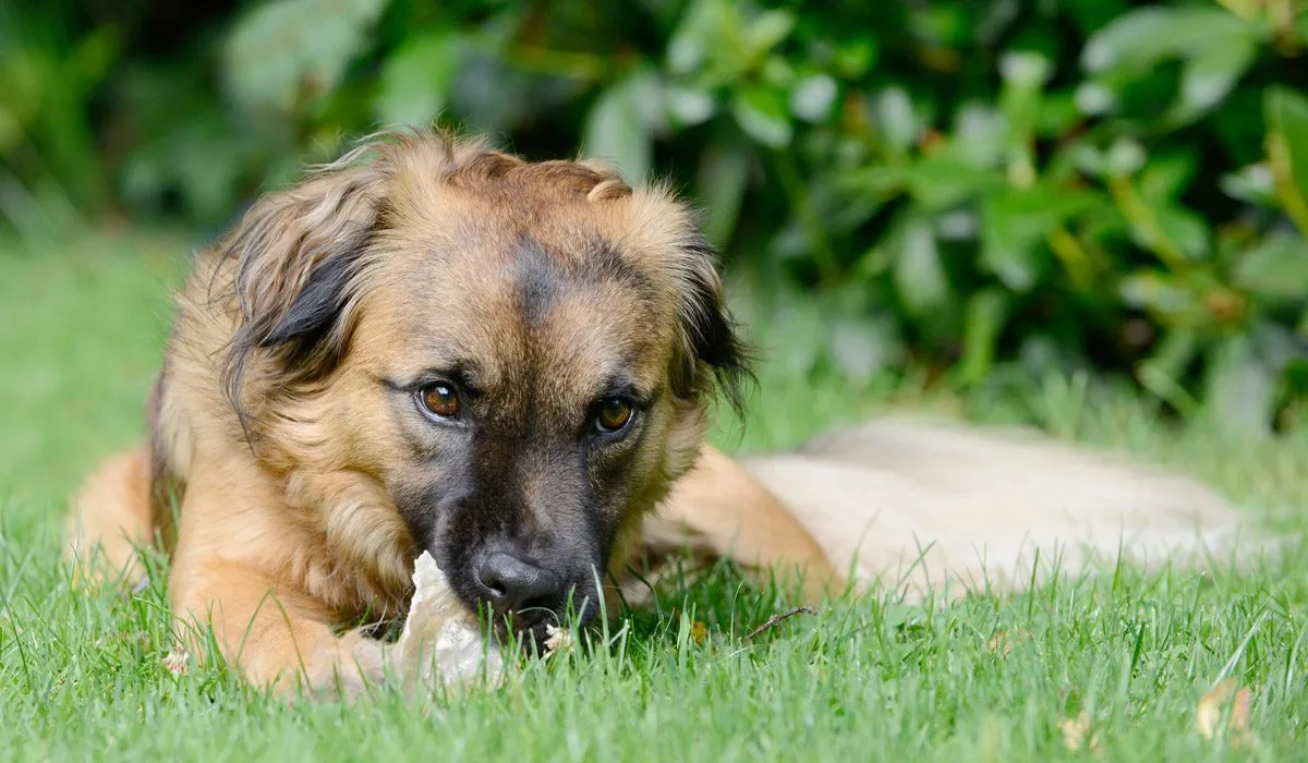 Reduce la huella de carbono de tu mascota