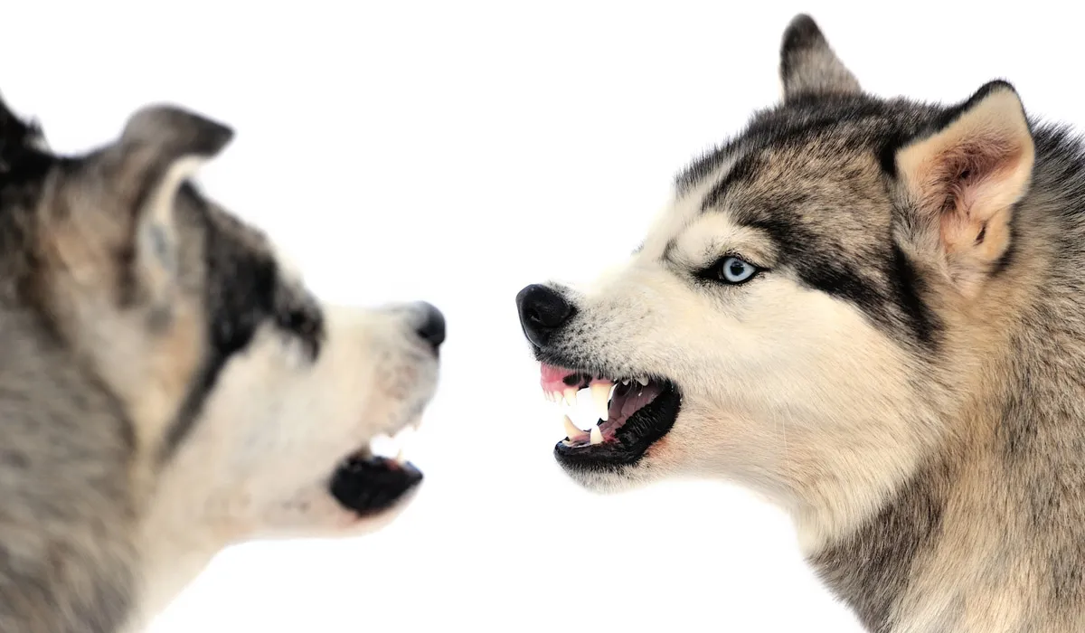 peleas-de-perros