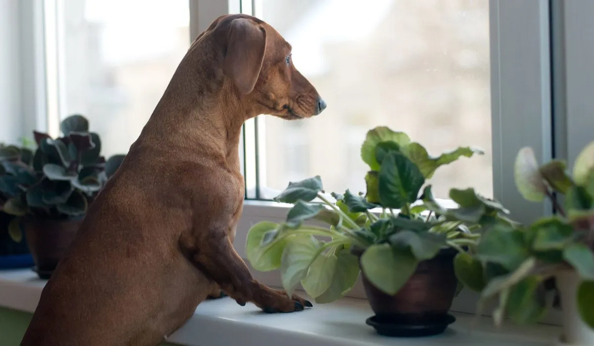 tips para que tu perro deje de ladrar