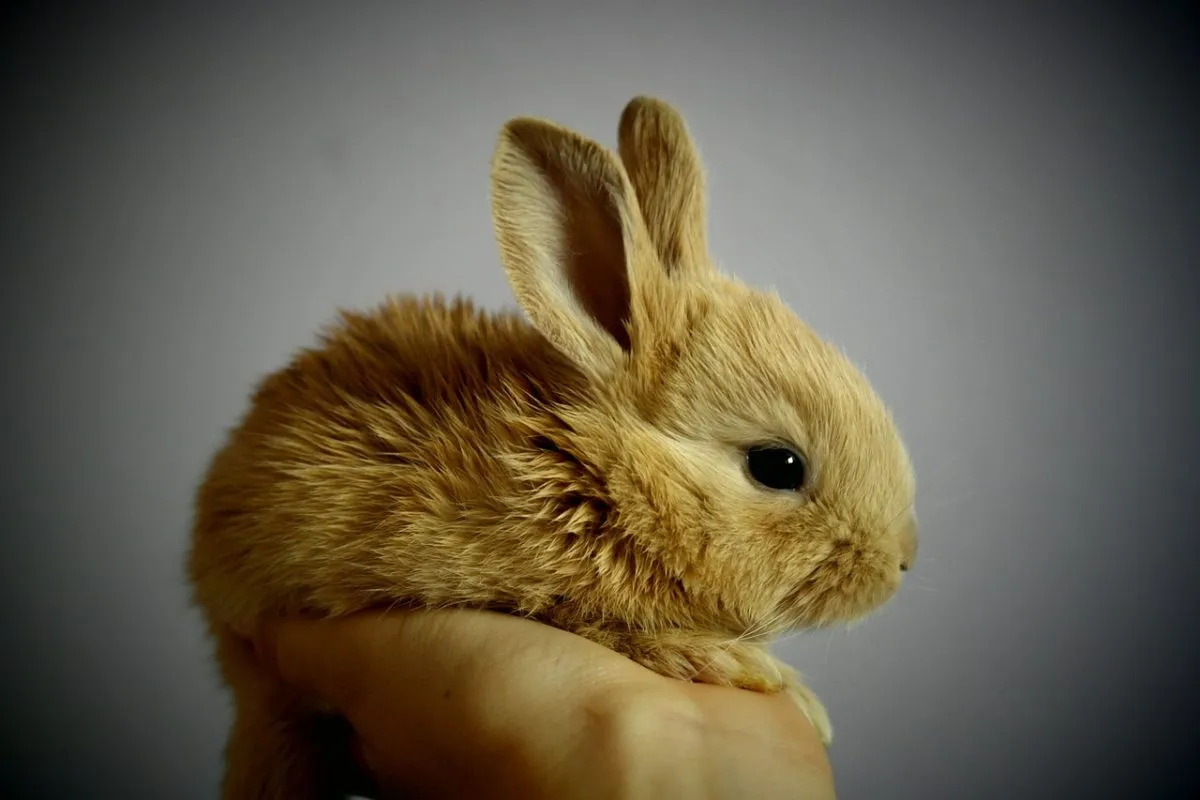 Conejos en casas mexicanas, ¿es la mascota ideal?