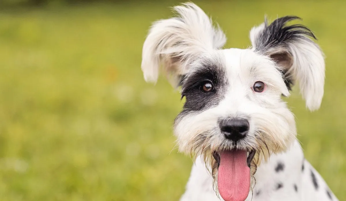 10 cosas que no sabías de los perros