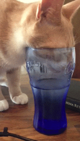 gato-agua-vaso