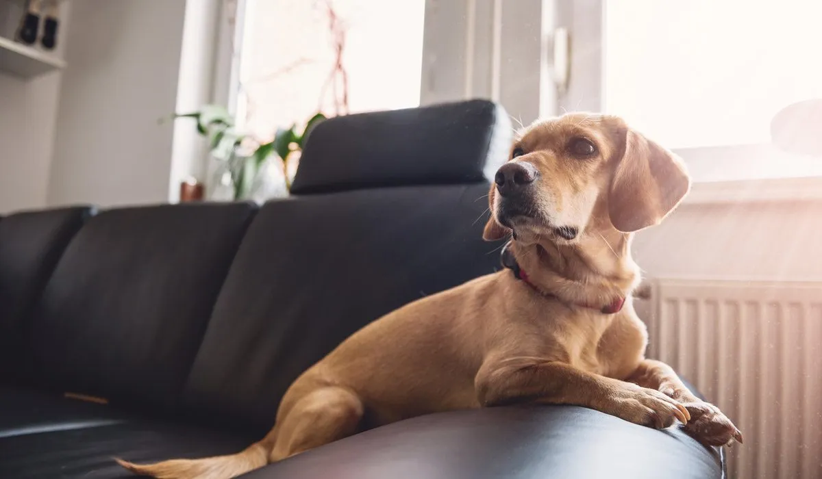 qué hace tu mascota sola en casa