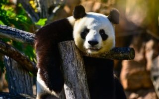 El Panda Gigante -sele