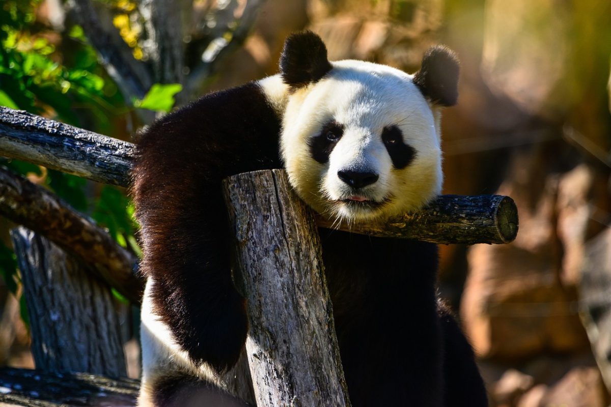 El Panda Gigante -sele