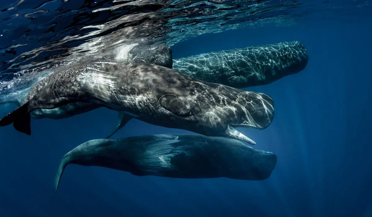 el hombre y su relación con la ballena a través del tiempo
