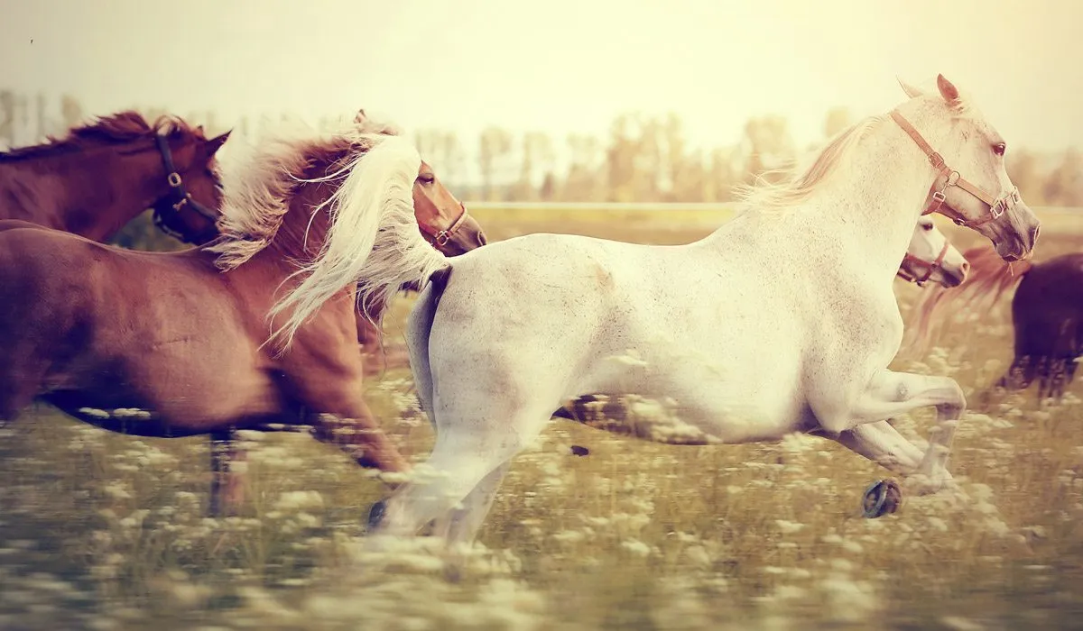 El galope de libertad del Mustang