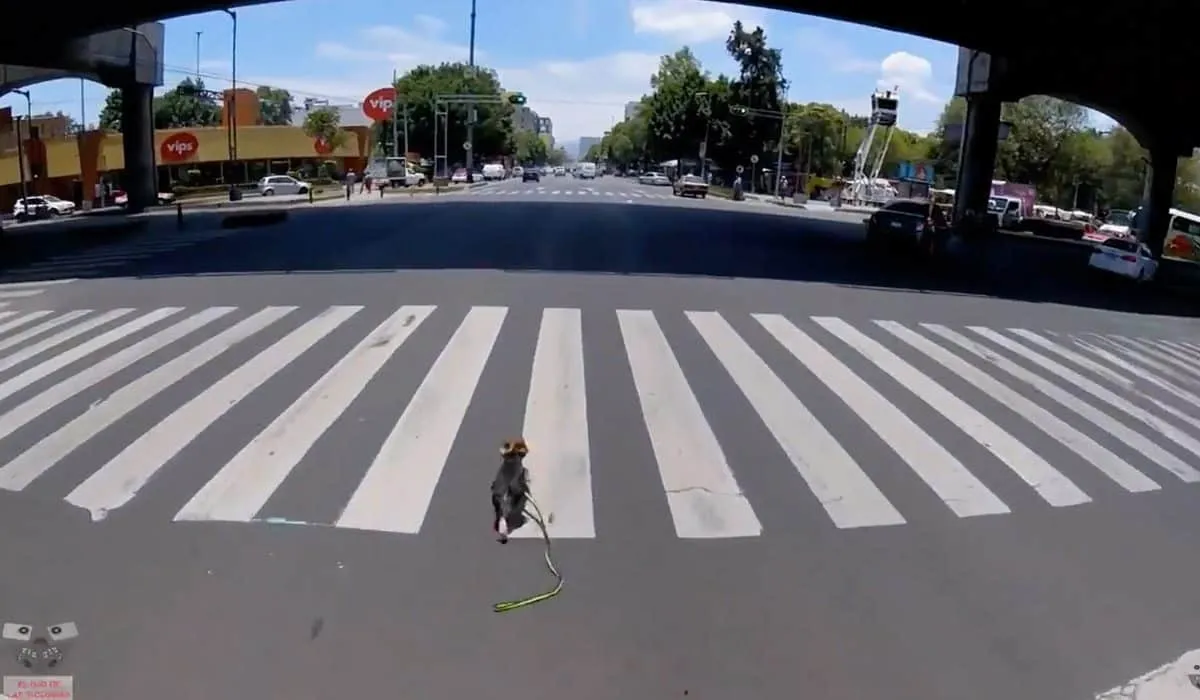 ¿Qué fue del perrito, después de ser rescatado?
