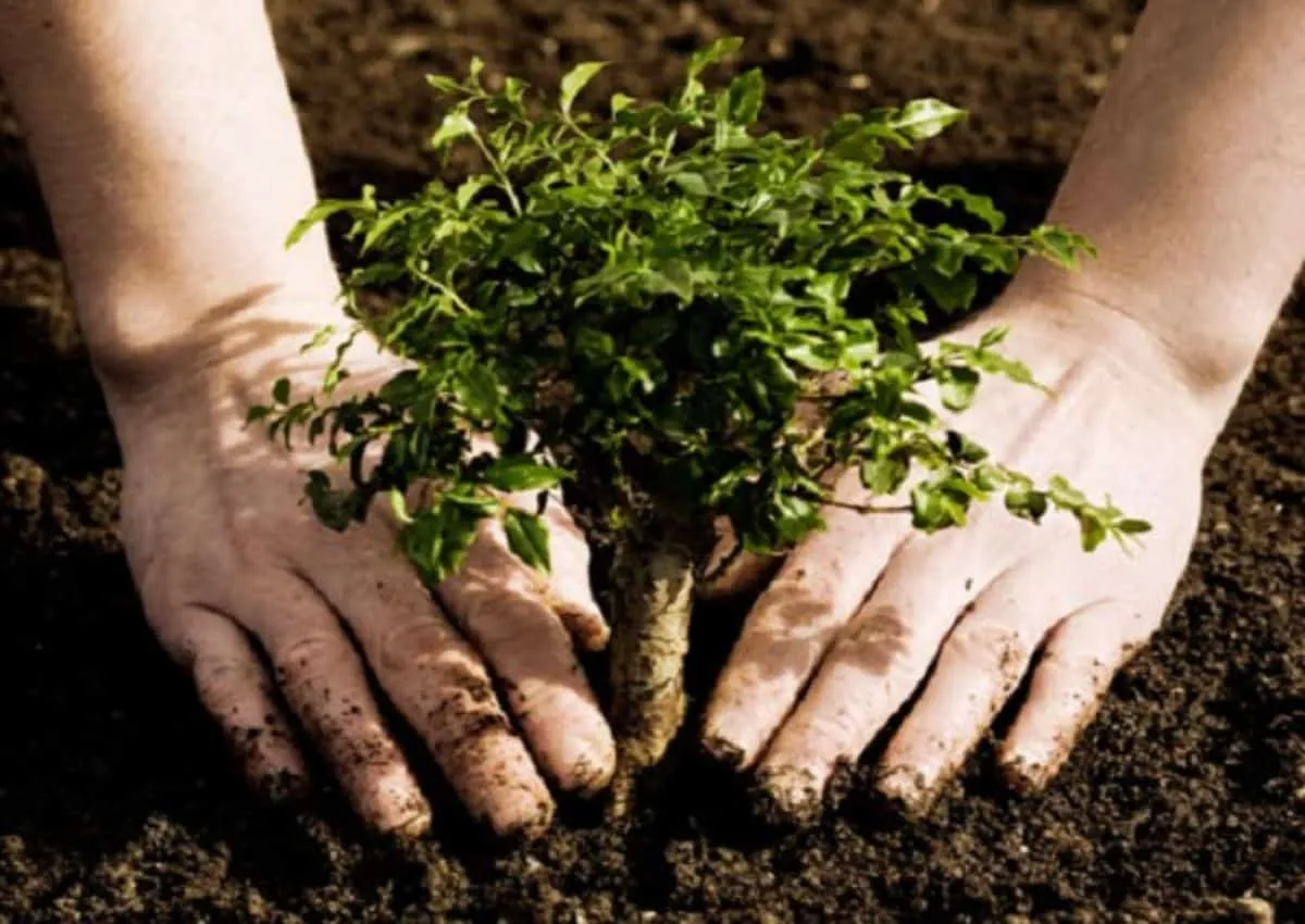 plantar-un-arbolsele